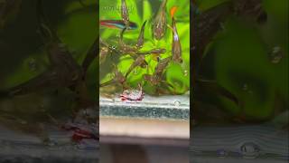 My cherry shrimp diedfishtankvlogfishtankguppymollypetsvlogminizoobirdspetsmanshrimp [upl. by Aielam]