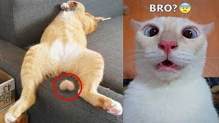 Funniest Animals 2023 😁 New Funny Cats and Dogs 😻🐶 Part 12 [upl. by Wertz]