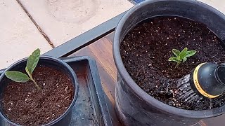 Transferring my Loquat Tree to a Bigger Pot [upl. by Cynth]