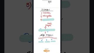 TRANSCRIPTION IN PROKARYOTES  NEET  CBSE  MOLECULAR BASIS OF INHERITANCE [upl. by Siloum]