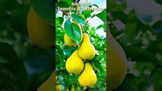 nashpati amp babugosha benefits amp difference  original fruit plant nursery [upl. by Artair]