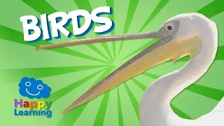 Birds  Educational Video for Kids [upl. by Oiragelo]