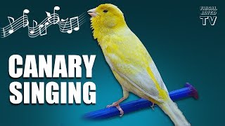 Bird Sounds  Canary Singing  Melodies Canary Bird Song  Training Video  Faisal Javed TV [upl. by Ayor]