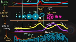 Decoding The MENSTRUAL CYCLE Visualizing NCERT GRAPH Step by Step [upl. by Gold]