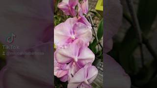 Muito linnda🥰🥰 business orchidee flowers orchid orchideje plants sueno natureplantas show [upl. by Mixam]