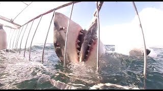 Great White Shark Cage Diving  Mossel Bay JBay South Africa  Cage aux requins Afrique du Sud [upl. by Porter]