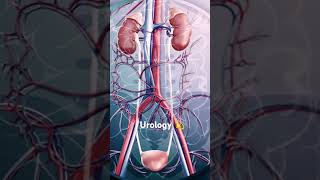 Urology kidney kidneydisease transplante [upl. by Noemys]