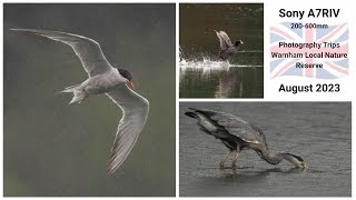 Sony A7RIV 200600mm  Photography Trips  Warnham Local Nature Reserve August 2023 [upl. by Nostrebor]