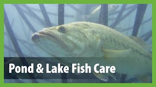 How to Stock a Pond With Fish – Pond amp Lake Guide to Stocking Fish amp Fish Care [upl. by Aisset]