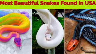 The Greatest Discovery Of Scientist   Most Beautiful Snakes In The World [upl. by Archibaldo]