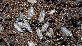 Vivarium Clean up Crew isopods  Springtails Update [upl. by Eldwin]