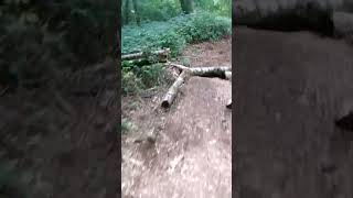 quick mini line run at local edit mtb mtbjumps mtbdirtjump bikelife shorts [upl. by Ynamad604]