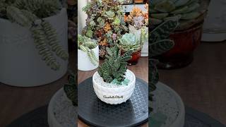 Succulent TipsRepotting Gasteria Gracillis🪴 succulents repotting suculentas [upl. by Kusin]