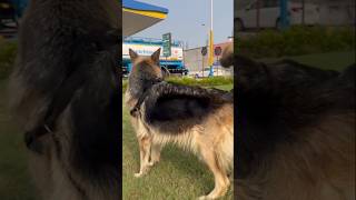 Why balanced Diet Is Important for Dog🐕‍🦺❓DogsYourFriendsForever 🌍😍trendingshorts germanshepherd [upl. by Budge396]