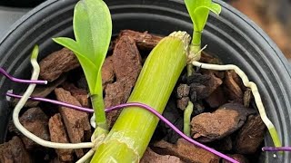 Propagating orchids is simple and effective Help your orchids quickly sprout roots [upl. by Rimidalg]