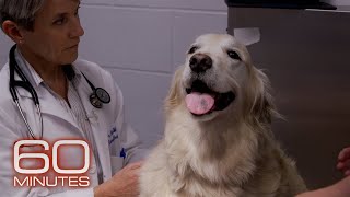 Cancer treatments for dogs could also lead to breakthroughs for humans  60 Minutes [upl. by Ohnuj]