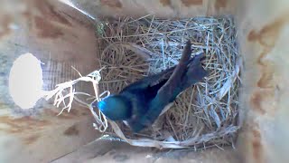 From empty nest to 6 eggs in less than 2 minutes Birdhouse nest box camera highlights 2024 [upl. by Opaline]