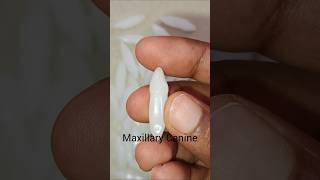 Central Incisor  Lateral Incisor  Canine  Carving of Anterior teeth Maxillary mandibular [upl. by Maddock]