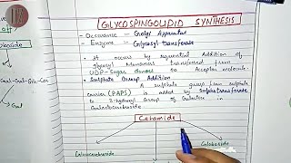 Glycosphingolipid Synthesis and Degradation  Lipid Metabolism  Doctor Z [upl. by Jacquette825]