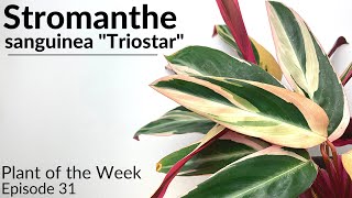 How To Care For Stromanthe sanguinea quotTriostarquot  Plant Of The Week Ep 31 [upl. by Buroker328]