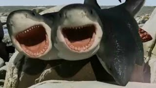 6Headed Shark Attack 2018  7 Headed Shark Screen Time [upl. by Katleen]