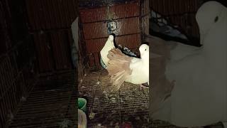 Most expensive pigeons pigeon pigeonlover birds parrot shortsvideo shorts youtubeshorts [upl. by Hayyim]