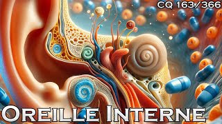 Anatomie de loreille interne  CQ163 [upl. by Onia]