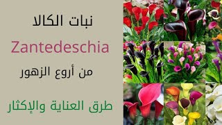 نبات الكالا وطرق العناية والإكثار Zantedeschia [upl. by Skippy154]