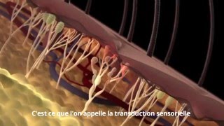 Etapes de la douleur nociceptive [upl. by Savdeep]