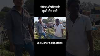 नीमच औषधि मंडी भाव। नीम पत्ती का भाव । neemuch mandi bhav shorts [upl. by Asenab]