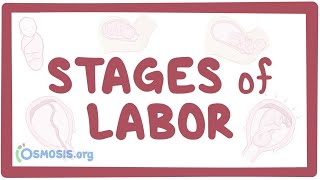 Stages of labor  physiology [upl. by Tobiah]