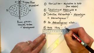 A level Biology  Allopatric vs Sympatric speciation [upl. by Yerocal137]