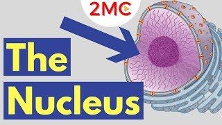 What is the Nucleus  Nucleus Structure and Function [upl. by Murry856]