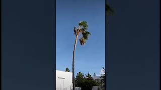 poda de palmera Washingtonia [upl. by Jarita]