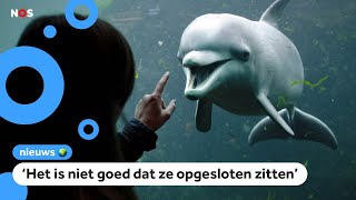 Bestaat het Dolfinarium over 10 jaar nog steeds [upl. by Aneema]