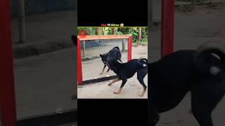 Dog VS Mirror 😱 ll shorts [upl. by Scuram134]