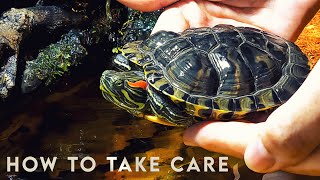 How to take care of a Turtle 🐢 RED EARED SLIDER [upl. by Arikaahs]