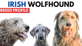 Irish Wolfhound Breed Profile History  Price  Traits  Irish Wolfhound Grooming Needs  Lifespan [upl. by Yentruok]