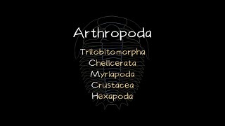 Phylum Arthropoda  5 Subphyla and Classes [upl. by Aeslehs636]