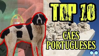 short OS CÃES MAIS FAMOSOS DE PORTUGAL [upl. by Myer]