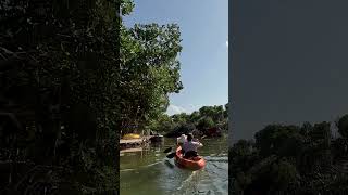 Kayaking Adventures in Robbie´s of Islamorada 🚣 kayak islamorada kayaking [upl. by Weitzman36]