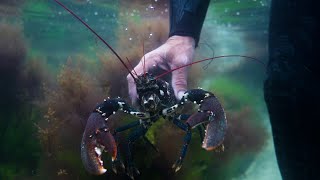 Lobster Foraging In Cornwall [upl. by Cecilio]