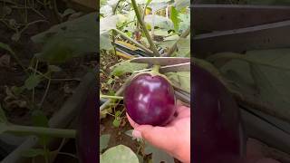 Harvesting Organic Brinjals from Our Rooftop Garden – Fresh and ChemicalFree organic bringle [upl. by Beatriz]