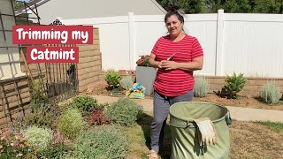 Trimming my Catmint for Fall 🌿🍂 Garden with Glamour [upl. by Hawger604]