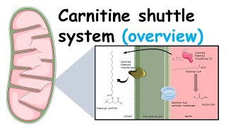 Carnitine shuttle system and beta oxidation of fatty acids [upl. by Ranita]