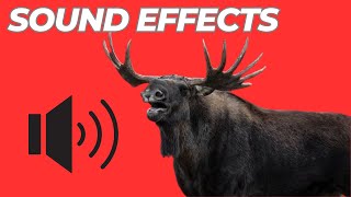 Moose Sound Effects  Moose Sounds Animal Noises [upl. by Aicinod]