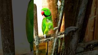 parrotlover parrot funny talkingparrot trending shorts 🦜🦜🦜🦜🦜 [upl. by Anegal]