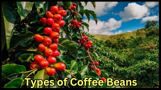 How Many Types of Coffee Beans in the World ☕ [upl. by Harbed]