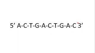 exonuclease endonuclease molecular biology [upl. by Helaine867]