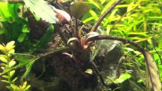 Bucephalandra Dark Skeleton King [upl. by Holli]